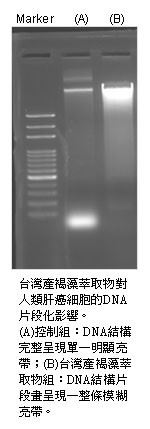 Fucoidan:褐藻醣膠 金門美兆診所 Fucoidan:褐藻醣膠 金門美兆診所