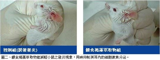 Fucoidan:褐藻醣膠 金門美兆診所 Fucoidan:褐藻醣膠 金門美兆診所